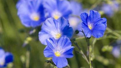 Faabiie Flax, Alsi, Alasi, Linseed, Linum usitatissimum Plant Seeds, Pack of 100+ Seed