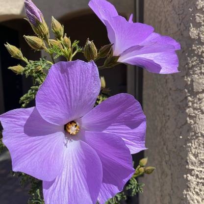 JR GLOBLE Hibiscus Plant