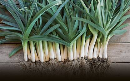 Gromax India Leak Vegetable Seeds Seed