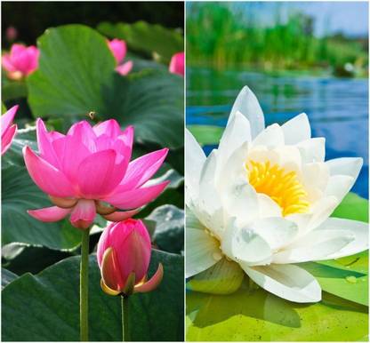 CRGO ™ VXI-908 Lotus Seeds Nelumbo nucifera ‘Empress’ Lotus Seed