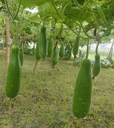 sealok Lauki Bottle Gourd Seed (100 per packet) Seed