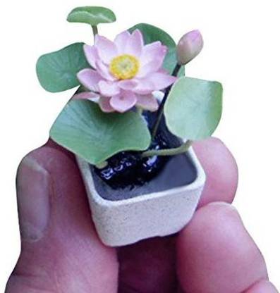 VibeX ® LXI-1189 Small Bonsai Lotus Hyacinth Seeds Seed