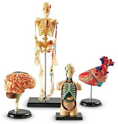 LEARNING RESOURCES Anatomy Models Bundle Set