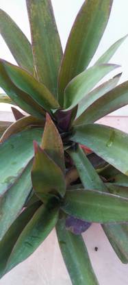 Maa Traderes Rohio Rhoeo Plant