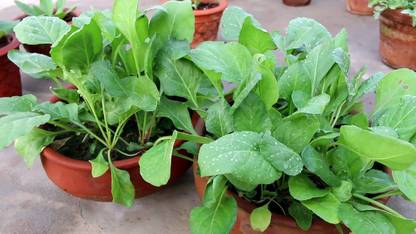 Faabiie Palak, Smooth-Leaf Spinach, Super Food, Spinacia oleracea Vegetable Plant Seeds Seed