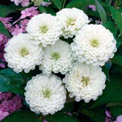 Gromax India Zinnia White Seeds Seed