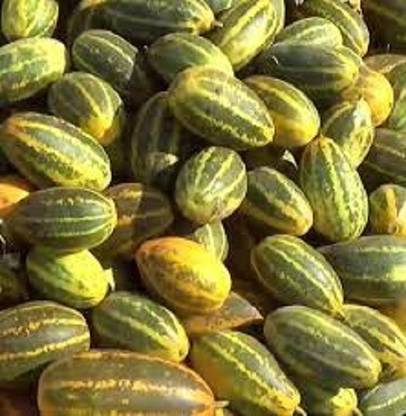 RecronSeed sam bar cucumber vegetable Seed
