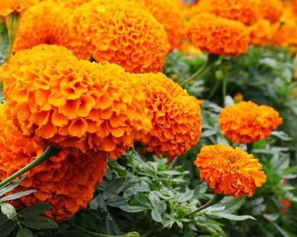 Amex Farms Marigold Orange Double Flower Seed