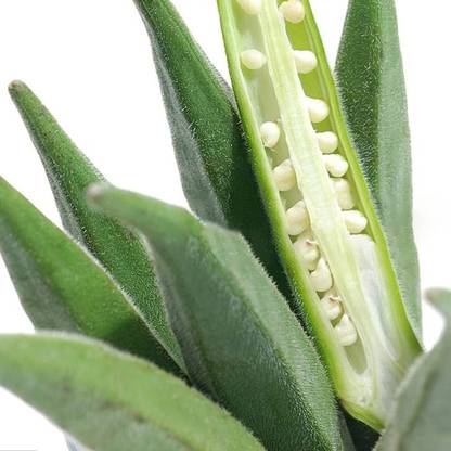 MKR Enterprises Bhindi Seed