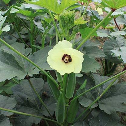 MKR Enterprises Okra Seed