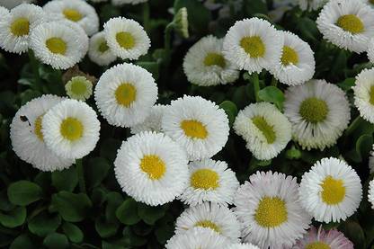 XOLDA Exotic Daisy White Flower Seed