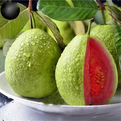 गोरूट अमरूद, अमरूद, अमृत, साइडियम, गजवा बीज