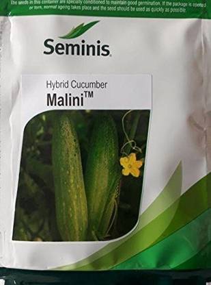 seminis Cucumber, Malini - 10 gm Seed