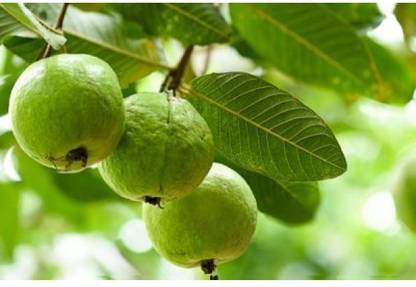 GOROOT Guava, Amrood, Amrud, Psidium, Guajava Seed
