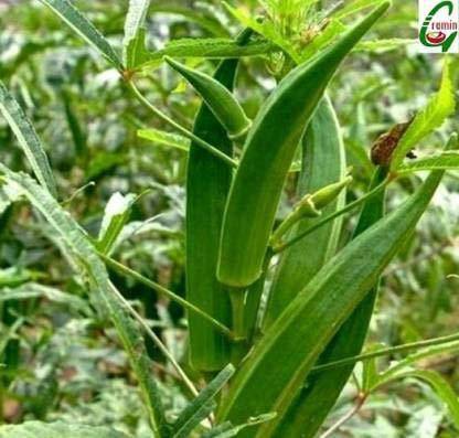MKR Enterprises Bhindi Seed