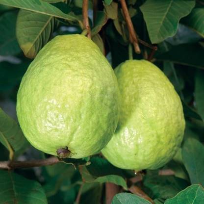 GOROOT Guava, Amrood, Amrud, Psidium, Guajava Seed