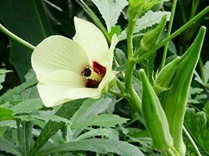 MKR Enterprises Red Okra Seed