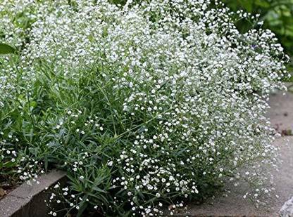 Paudha Gypsophila Flower Seed