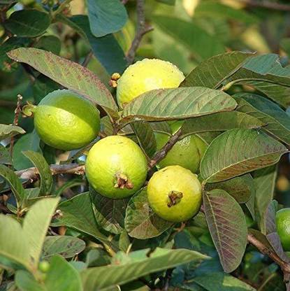 GOROOT Guava, Amrood, Amrud, Psidium, Guajava Seed