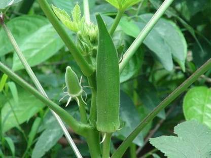 MKR Enterprises Red Okra Seed