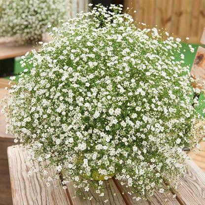 Paudha Gypsophila Flower Seed
