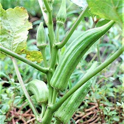 MKR Enterprises Bhindi Seed
