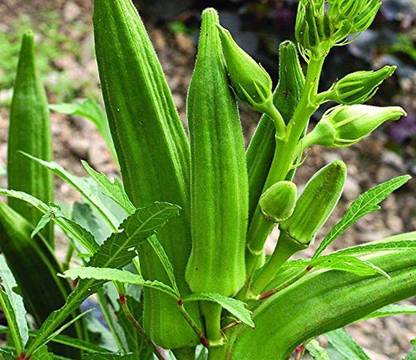 MKR Enterprises Lady Finger Seed
