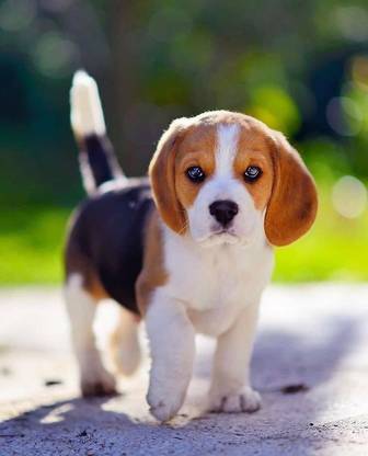 cute Beagle Dog Multicolour Photo Paper Print Poster Photographic Paper (12 inch X 18 inch, Rolled) Photographic Paper