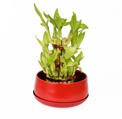 The Decor Worthy Plant Container Set