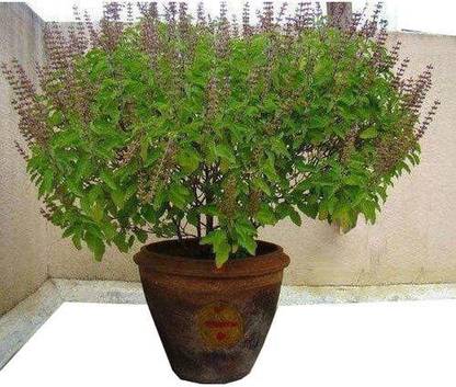 Platone Tulsi Plant