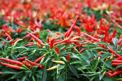 MKR Enterprises Chilli Seed