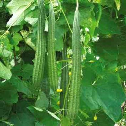 RecronSeed Ridge Gourd (turiya ) Seed