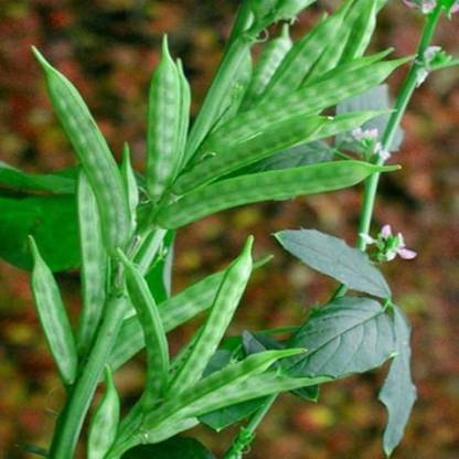 Aro Guar, Cluster Beans/Guar, gavar Seed