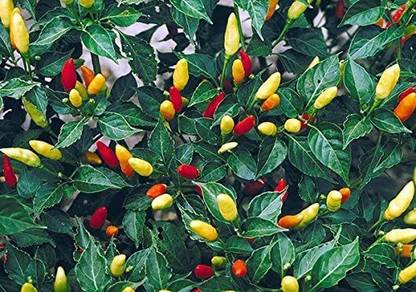 VibeX VXI-36 - Tabasco Hot Chilli - (150 Seeds) Seed