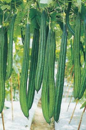 RecronSeed Ridge Gourd (turiya ) Seed