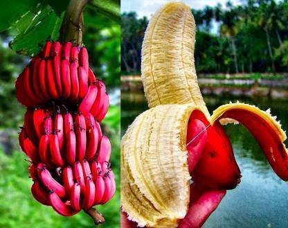 natikrd Banana Plant