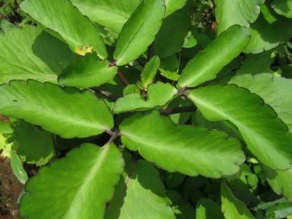 Green Era Bryophyllum Pinnatum/Patharchatta Plant