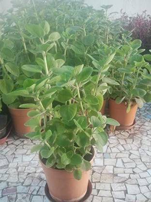 FURYHUB Ajwain Plant