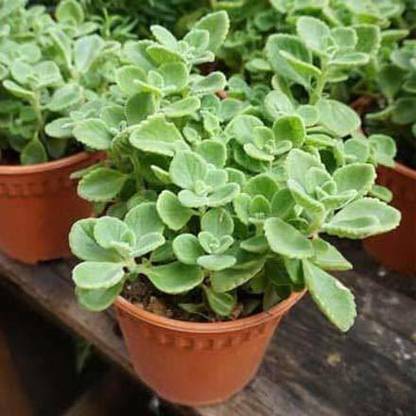 Mohomaya Ajwain Plant