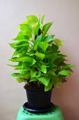 Cloud Farm Money Plant