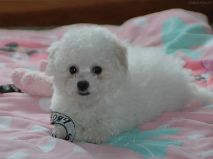 cute Bichon Frise Dog Multicolour Photo Paper Print Poster Photographic Paper (18 inch X 12 inch, Rolled) Photographic Paper