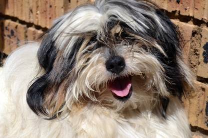 cute Boglen Terrier Dog Multicolour Photo Paper Print Poster Photographic Paper (18 inch X 12 inch, Rolled) Photographic Paper