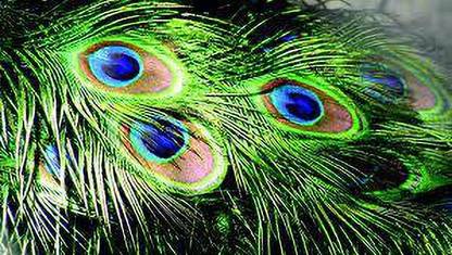 DEBALAYA Pack of 20 Decorative Feathers