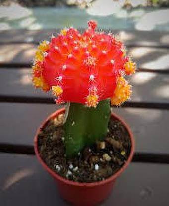 JESAA GREENS Moon Cactus Plant