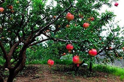 VibeX ® LXI-57 Fruit Plant Pomagranate (Anar) Seeds Seed
