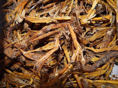 Xetomos Jivanti Leptadenia reticulata 100gm seeds Seed