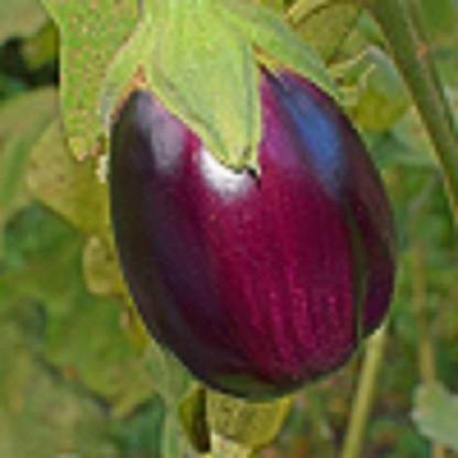 RecronSeed Deshi Gualbi Ravaiya -Surati Baingan, Thornless Shiny Purple Brinjal Seed