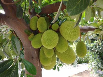 R Star Garden Jack Fruit Plant