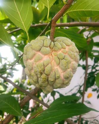 Cloud Farm Custard Apple Plant