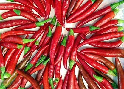 MKR Enterprises Chilli Seed
